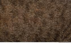 Photo Textures of Animal Skin